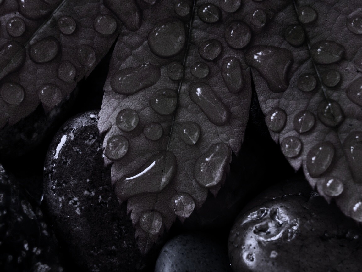 Мокрые листья на камнях обои