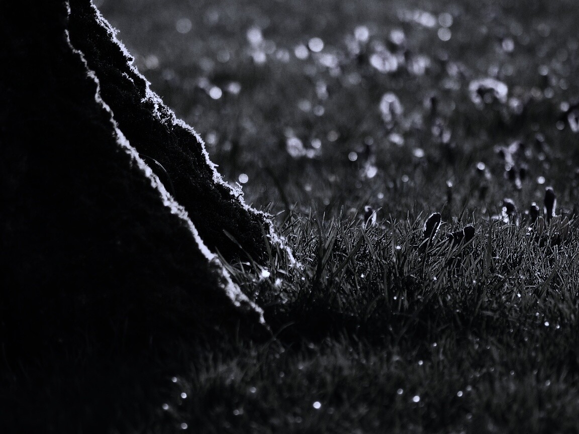 Дерево в траве обои