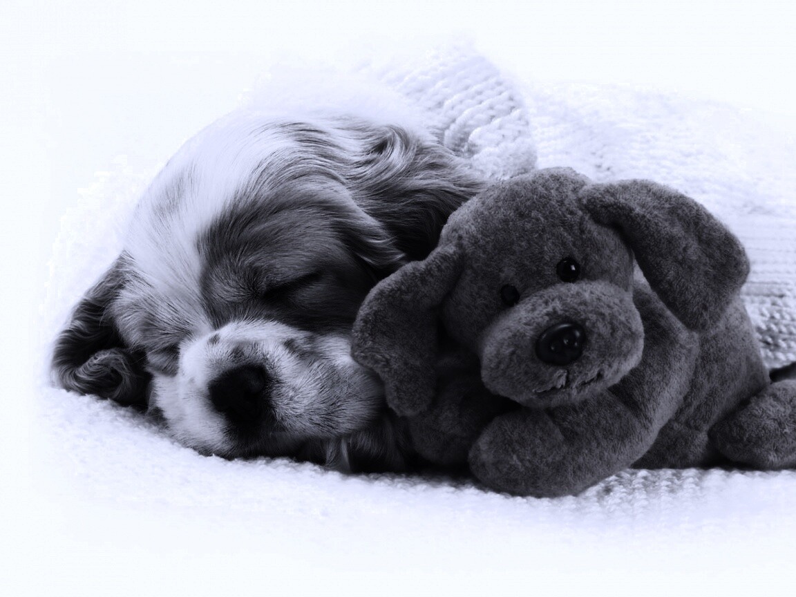 Собака спит с игрушкой обои