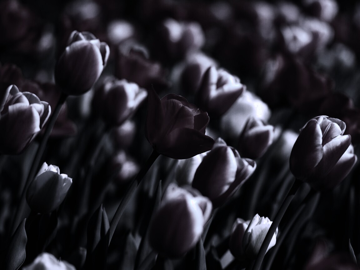 Тюльпаны обои
