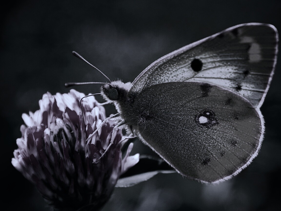 Бабочка на клевере обои