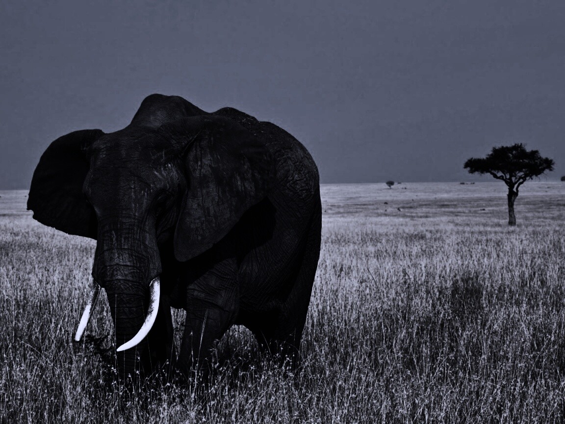 Африканский слон обои