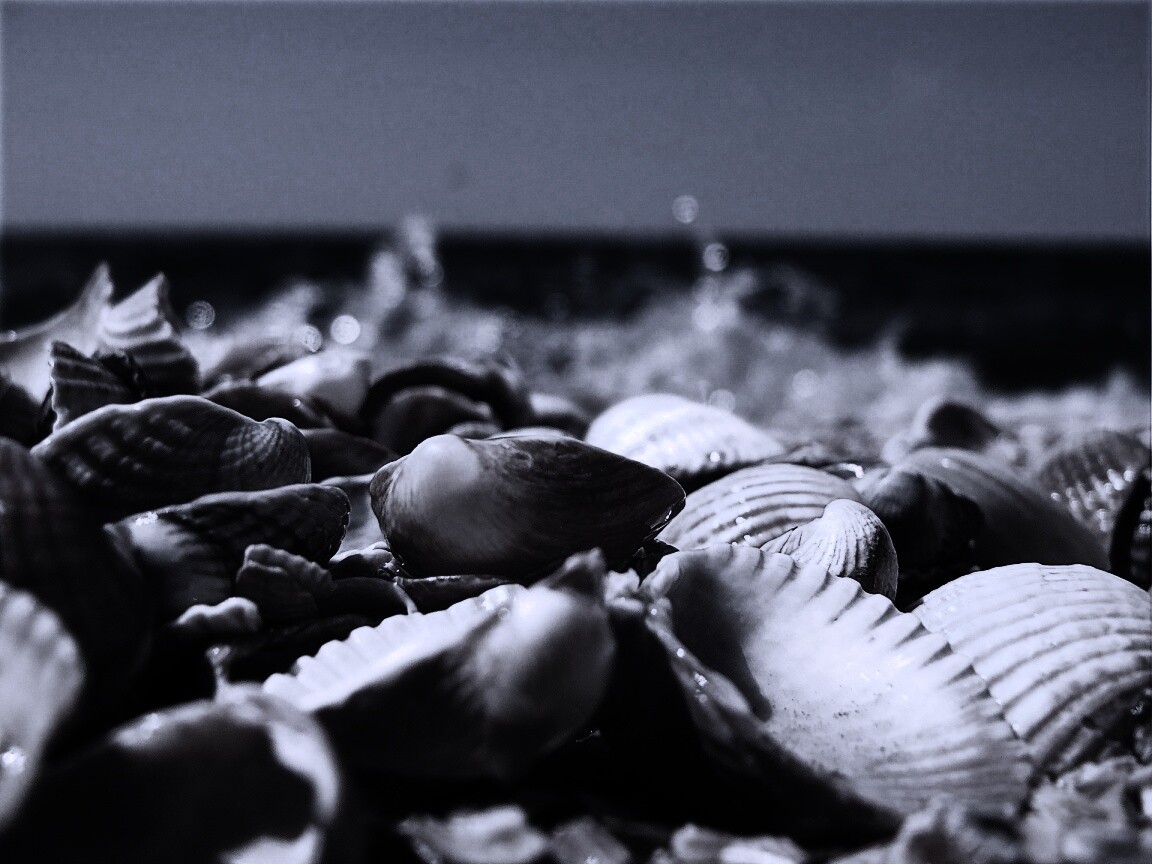 Морские ракушки обои