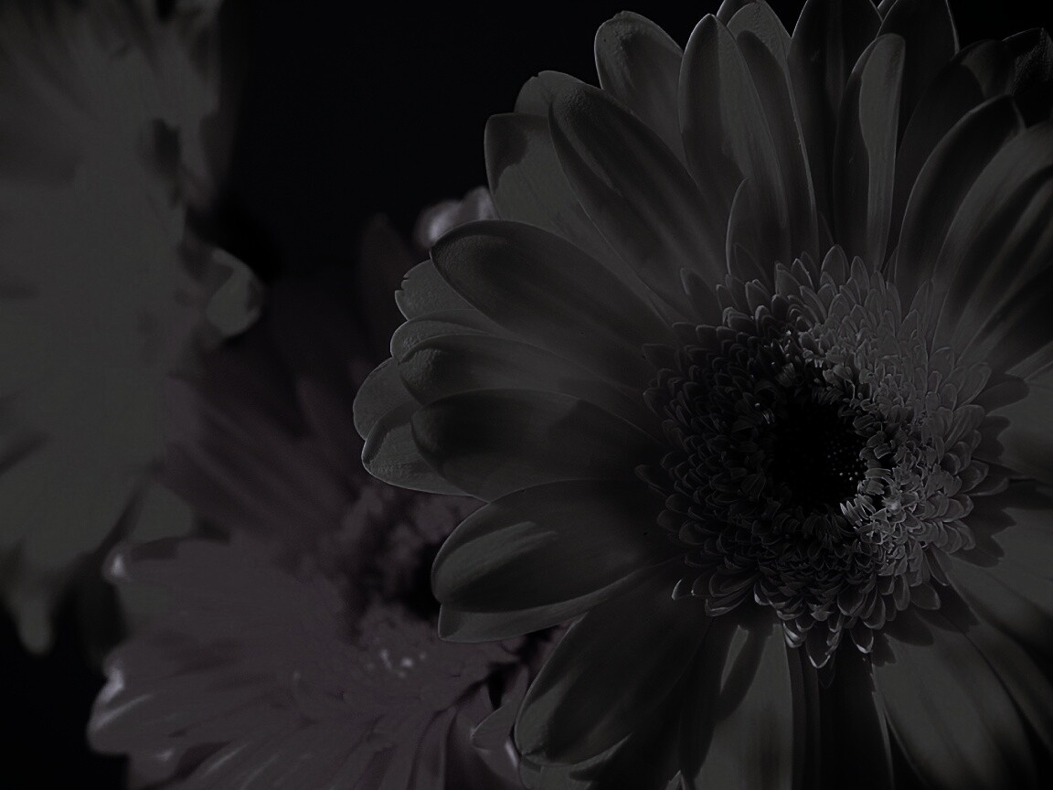 Желтый гербер обои