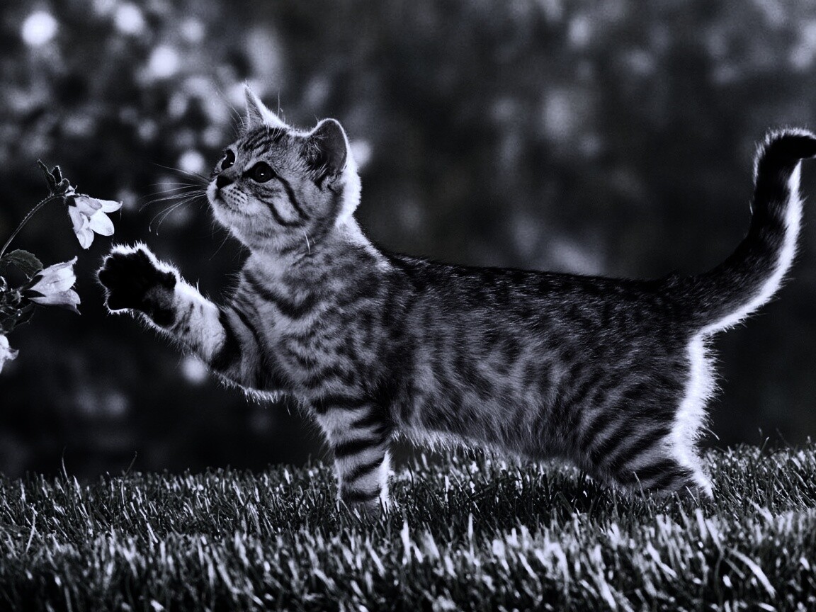Котенок играет с цветами обои