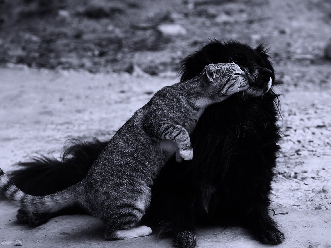 Поцелуй кошки и собаки обои