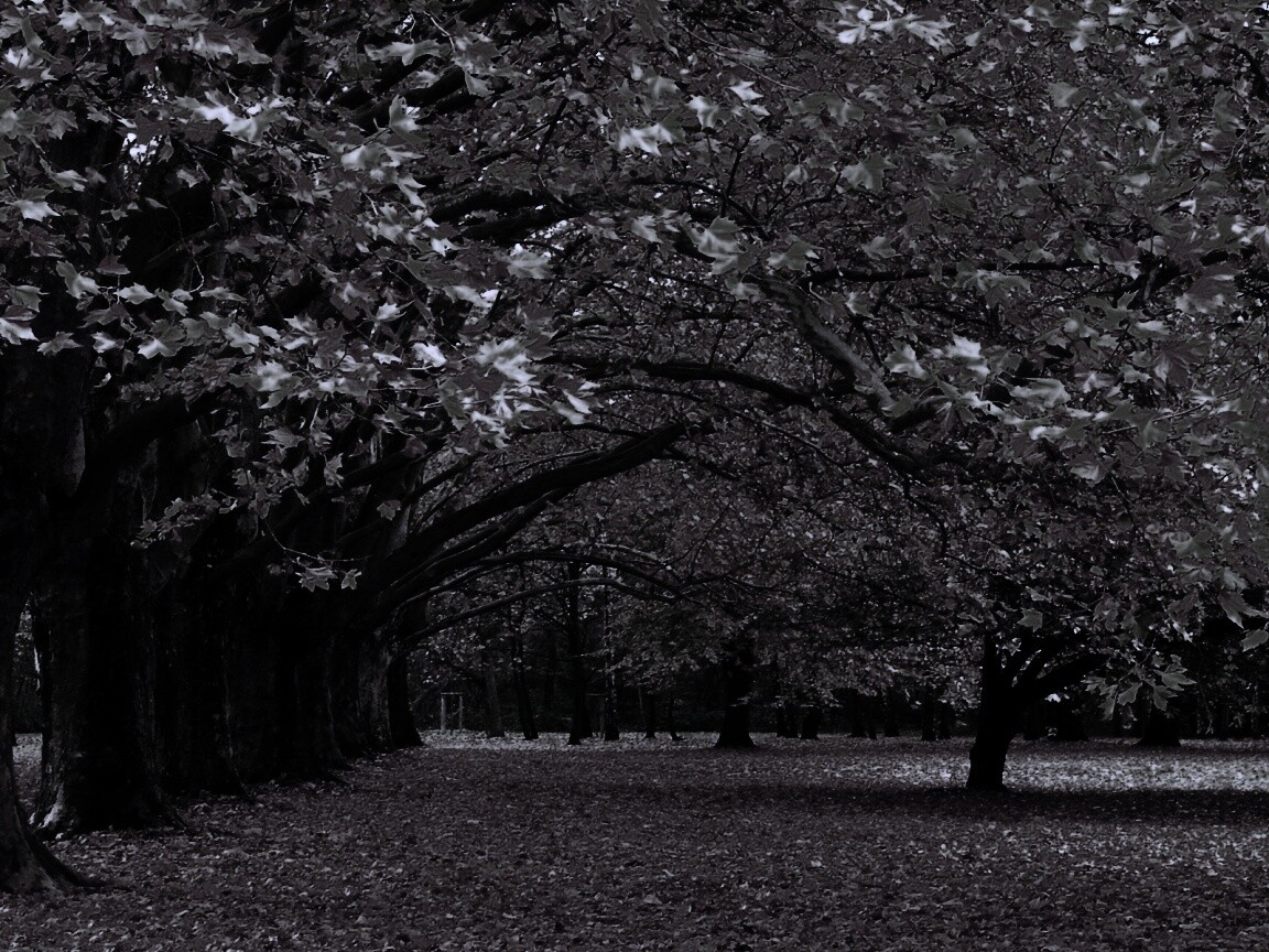 Осенний парк обои