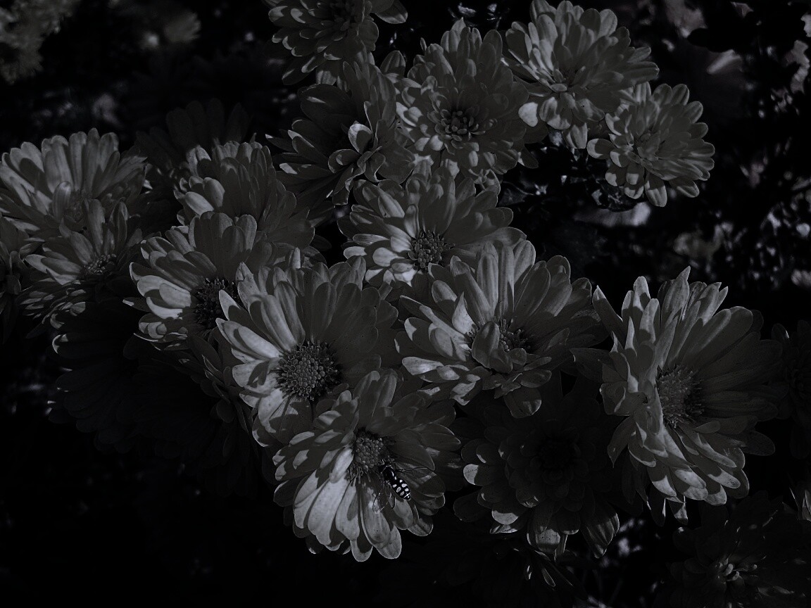 Оса на желтых герберах обои