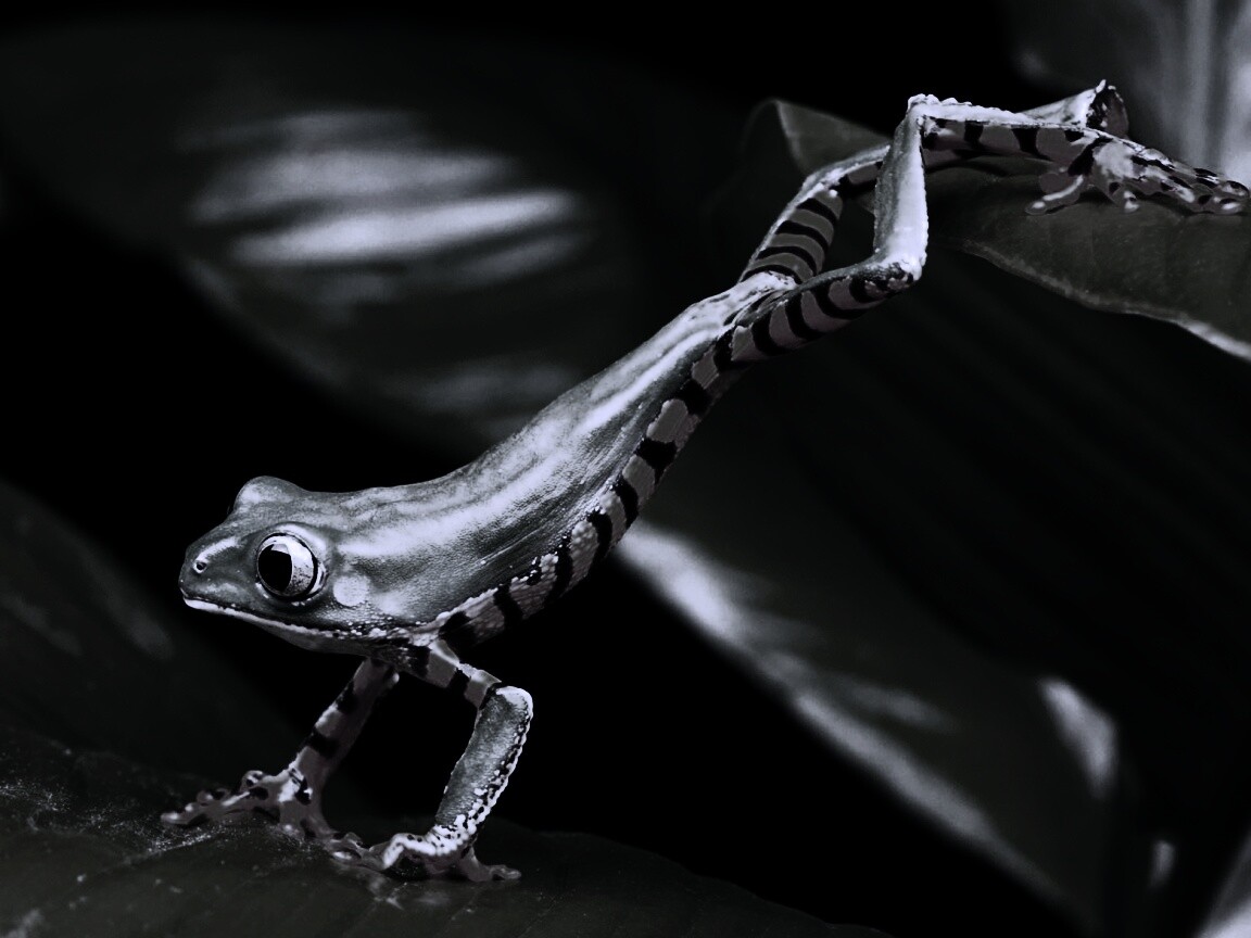 Лягушка переползает с листа на лист обои