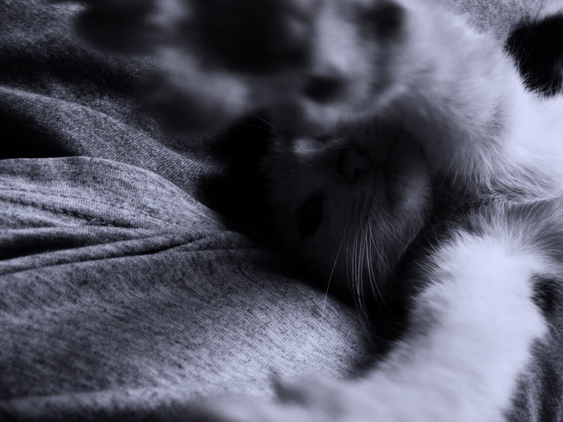 Кот фоткает сам себя обои