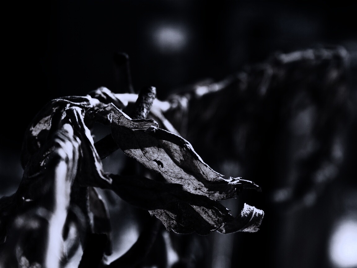 Сухие листья на железном заборе обои