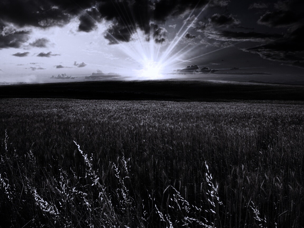 Восход над пшеничным полем обои