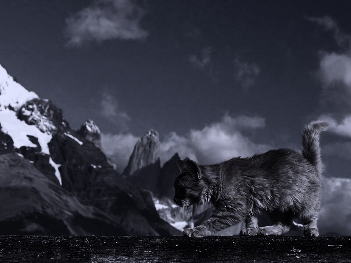 Рыжий котик в горах обои