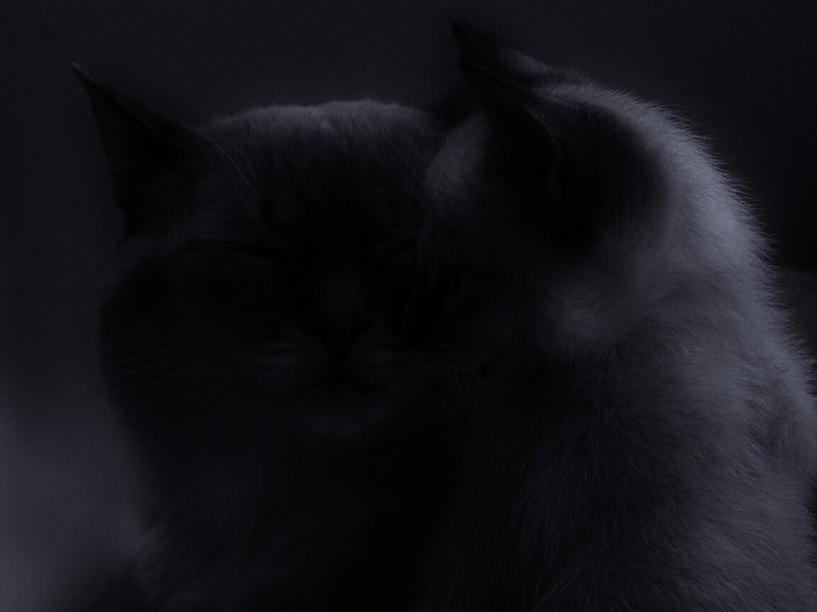 Кошка с котенком обои