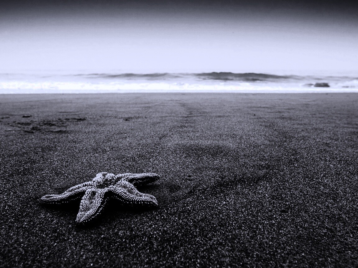 Морская звезда на бесконечном пляже обои