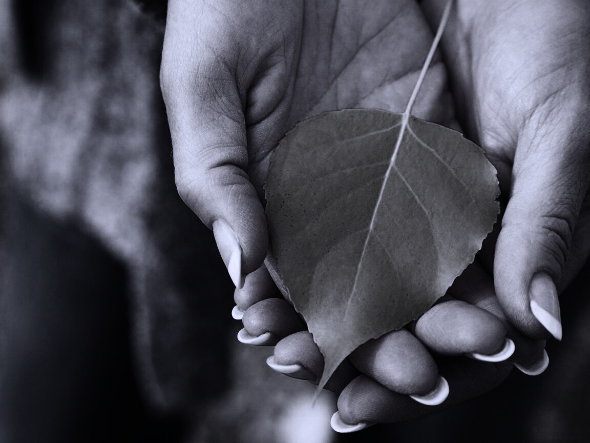 Осенний лист в руках обои