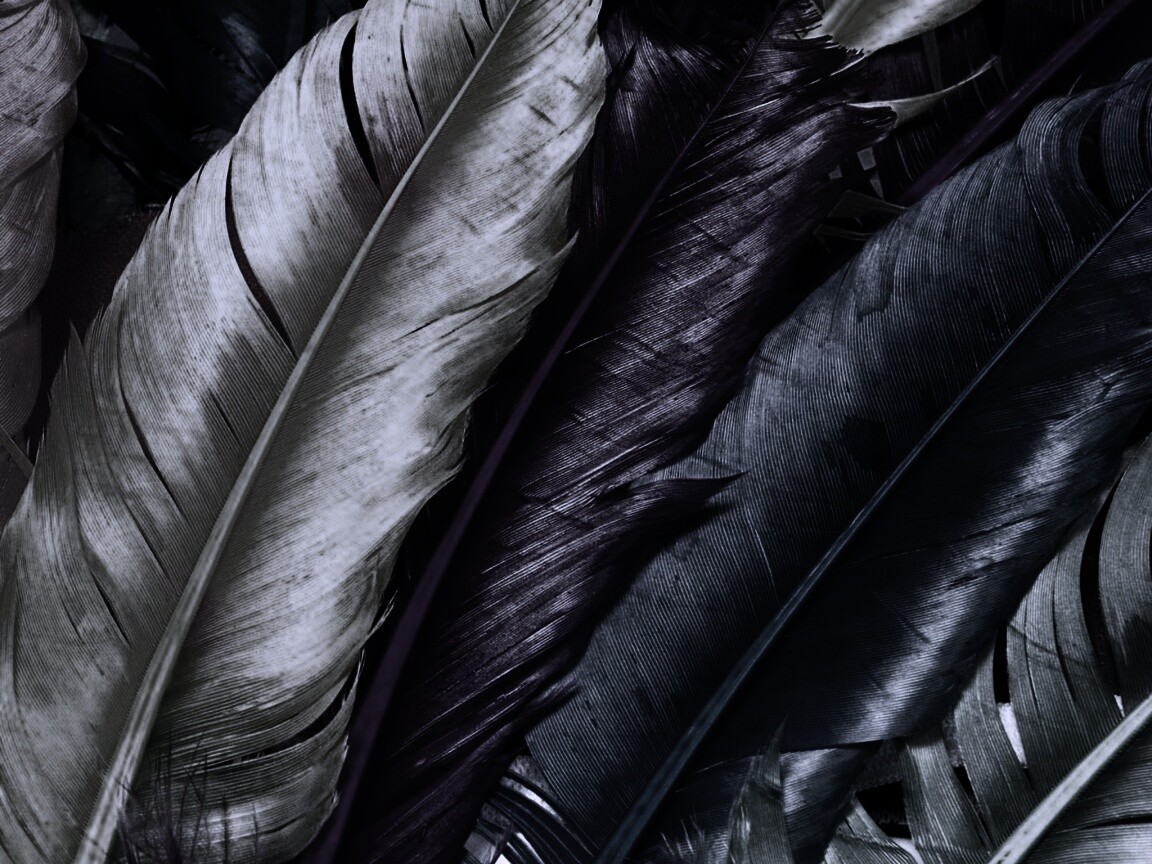 Разноцветные перья обои