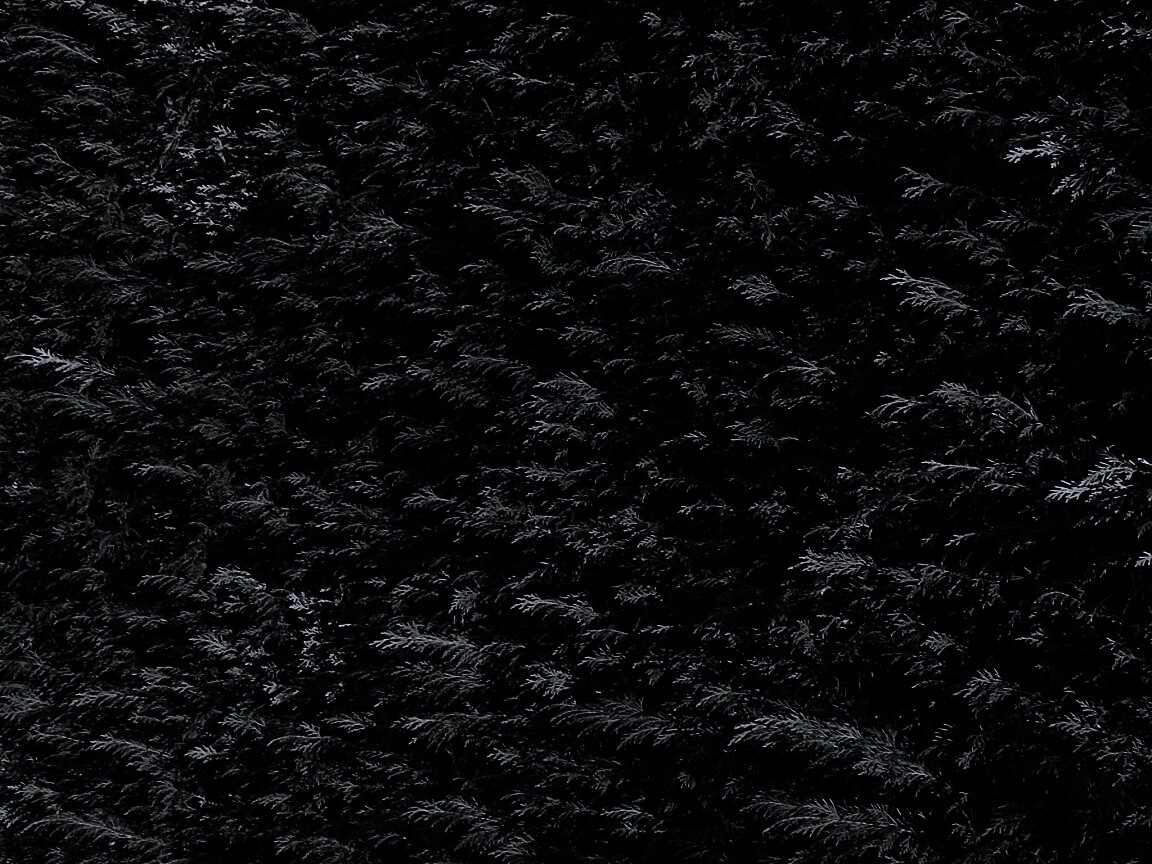 Густые хвойные заросли обои