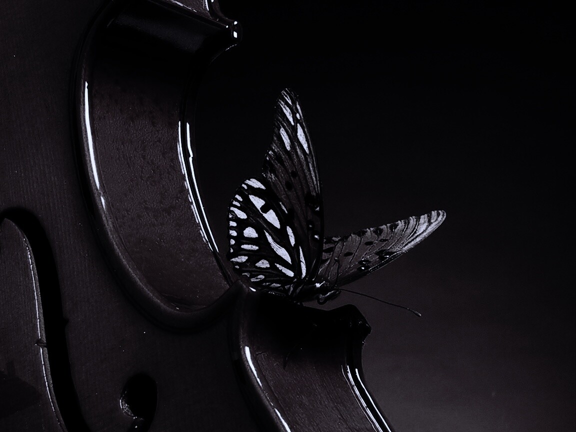 Бабочка на скрипке обои