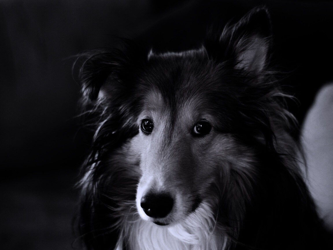 Колли с умными глазами обои