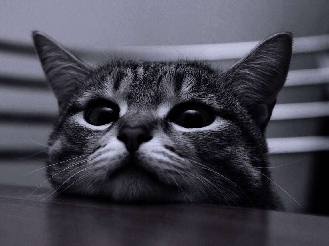 Любопытный котейка обои