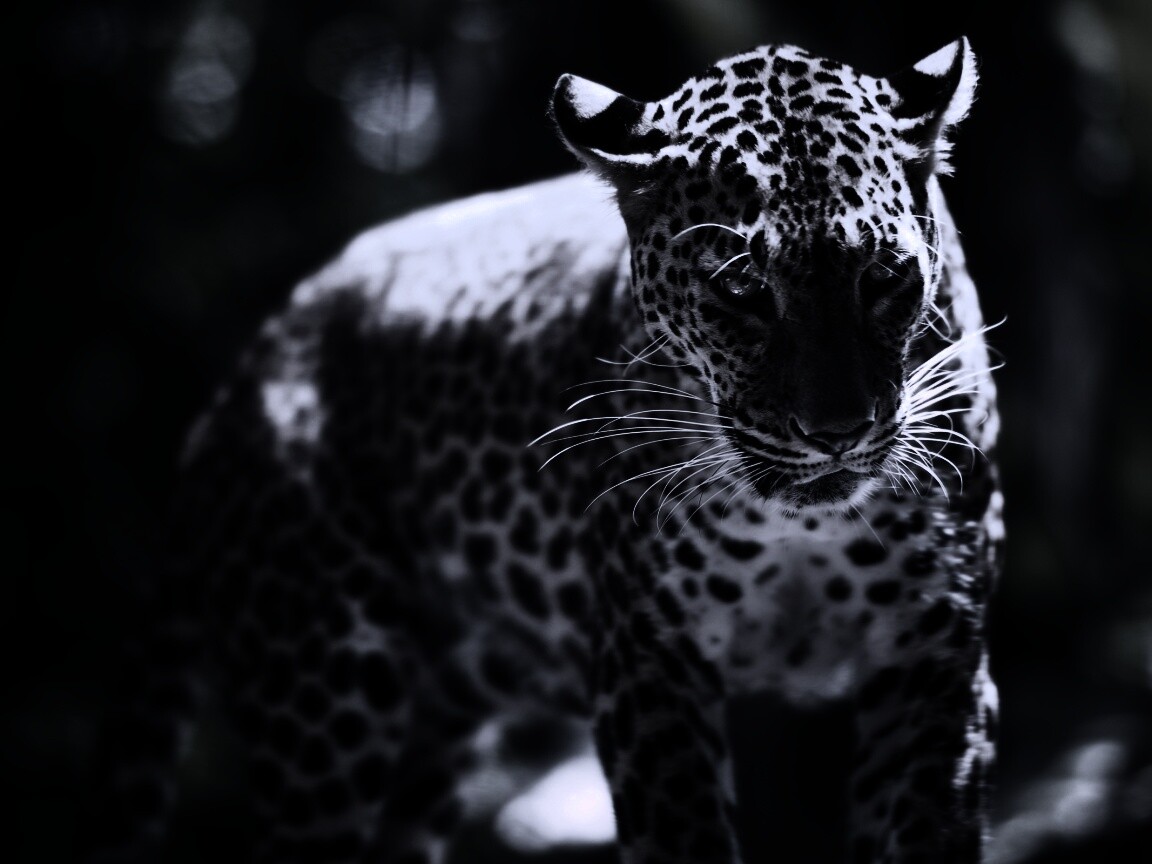 Леопард в сингапурском зоопарке обои