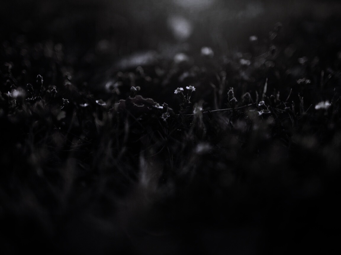 Полевые цветы в закатном солнце обои