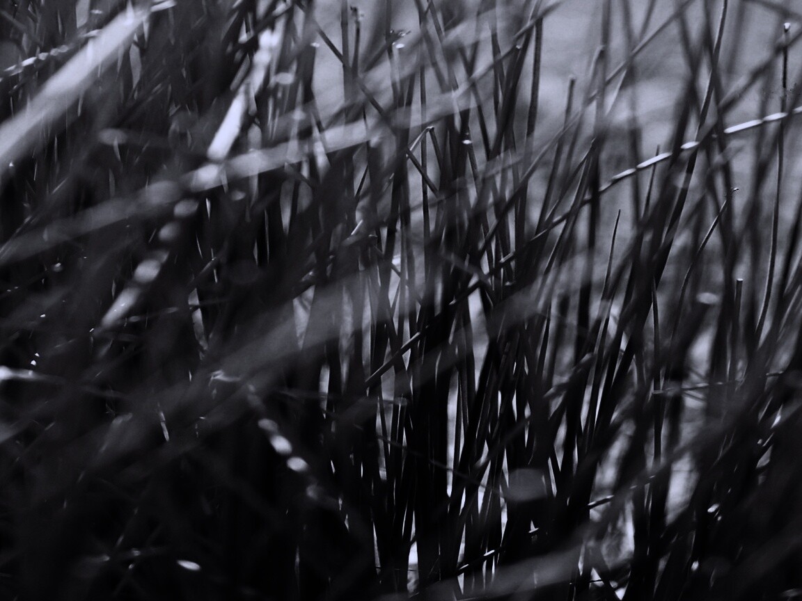 Высохшие травяные стебли обои