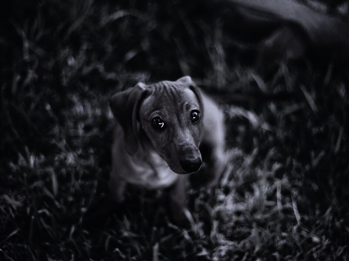 Маленькая милая такса обои