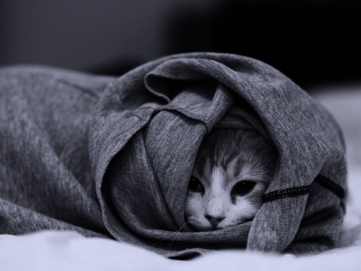 Закутавшийся в футболку кот обои