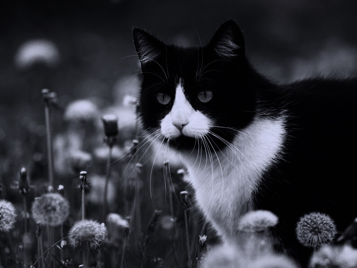 Кот в одуванчиках обои