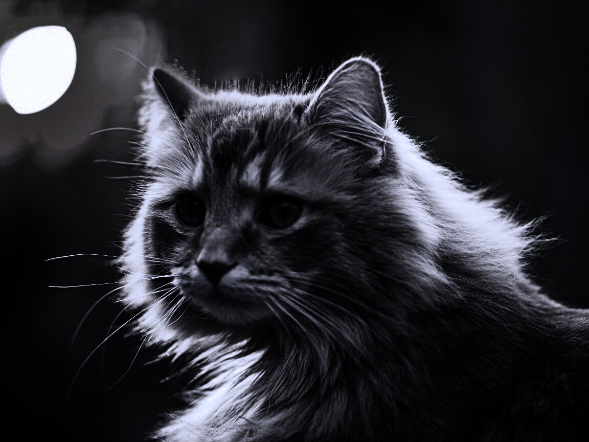 Рыжий кот в лучах солнца обои