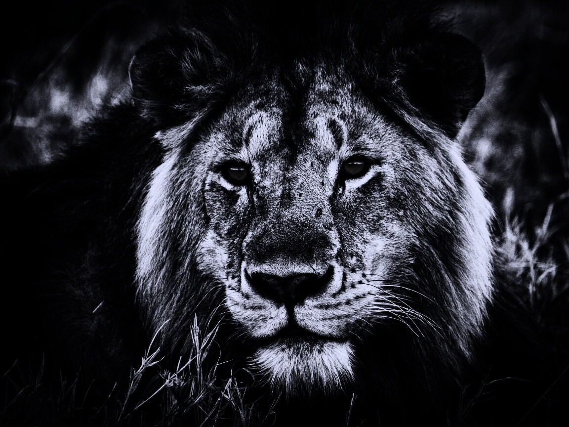 Гордый лев с горящими глазами обои