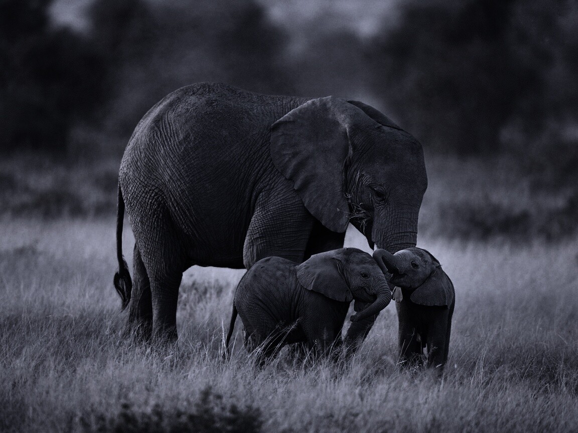 Слоны в национальном парке обои