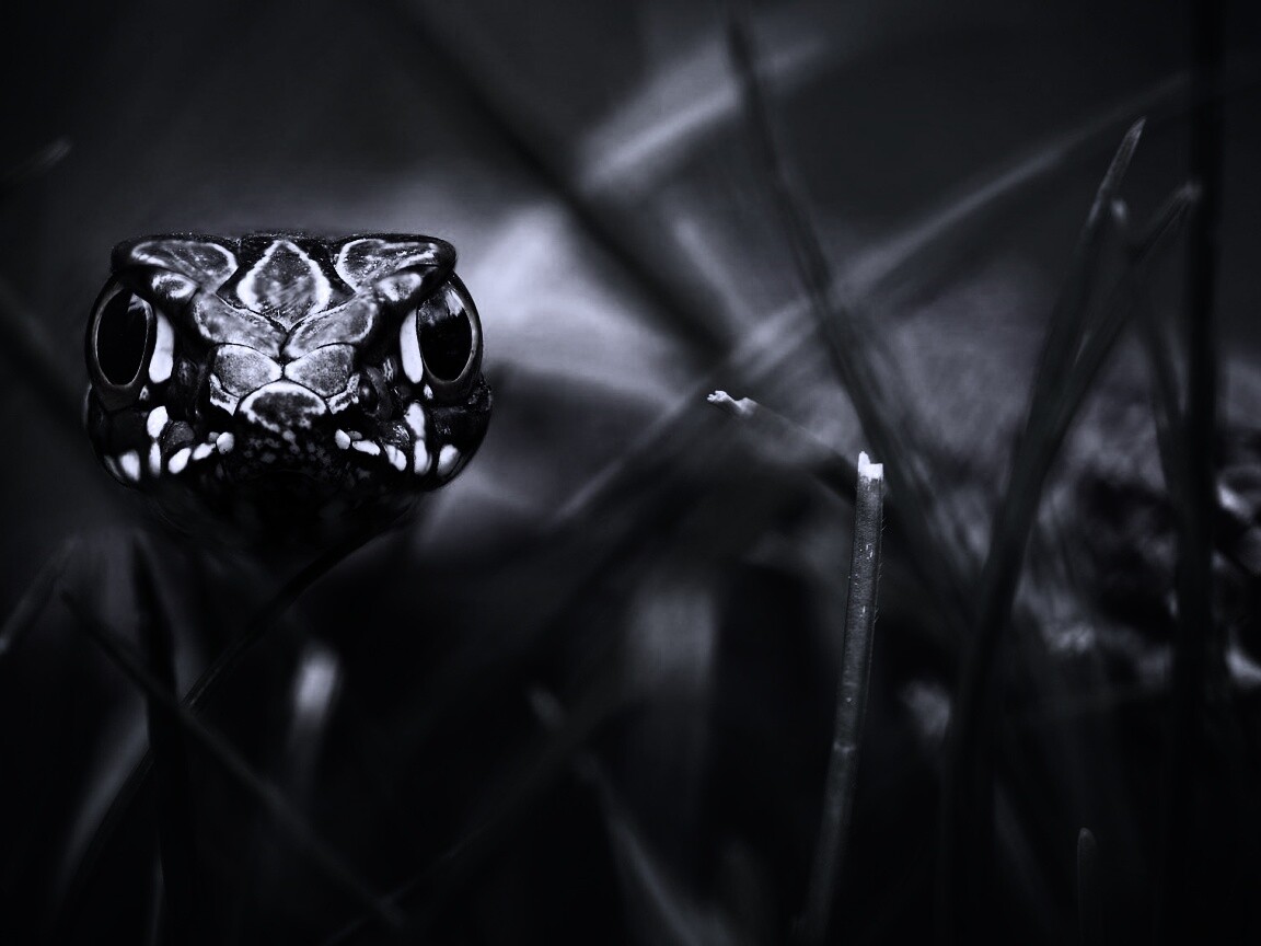 Змея в траве обои