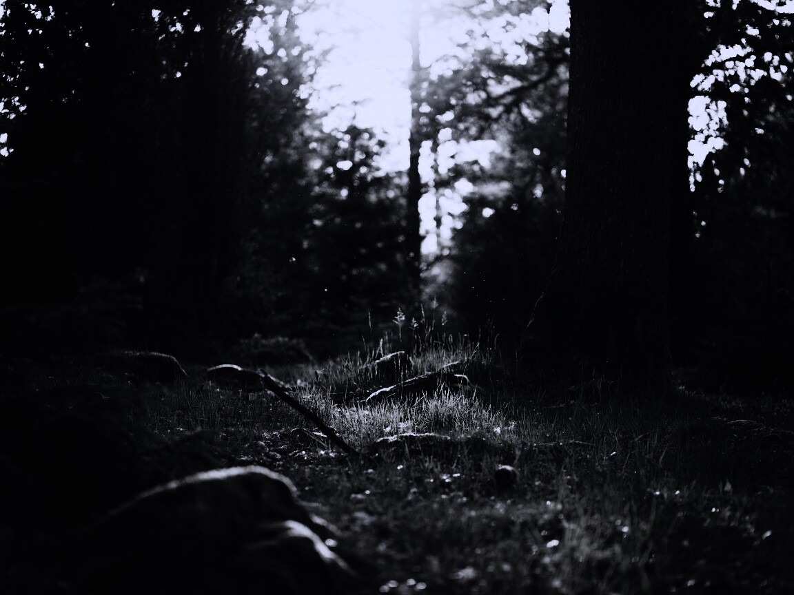 Лето в лесу обои