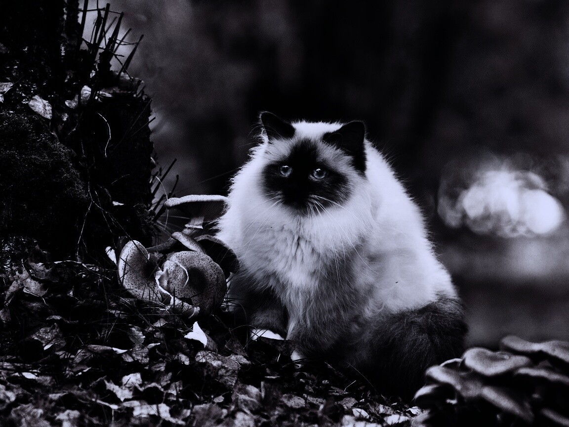 Пушистый кот среди пожелтевшей листвы обои