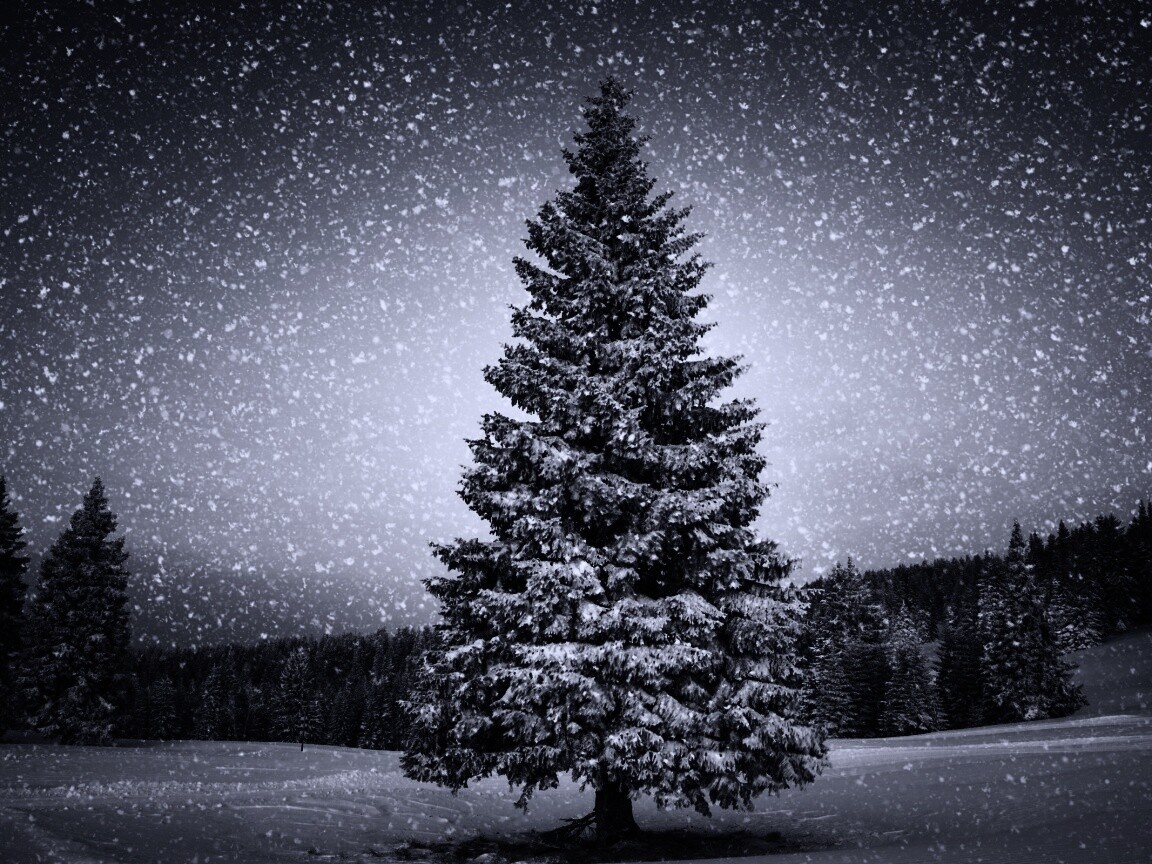 Ель в снегопад обои
