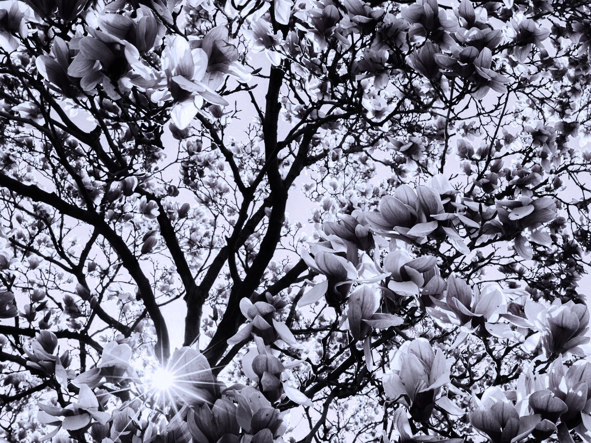 Магнолия обои