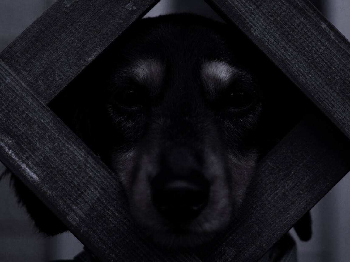 Мордочка в заборе обои