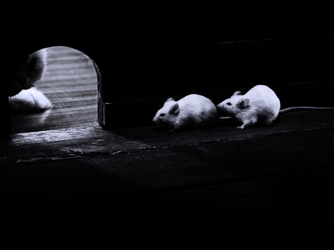 Кошки - мышки обои