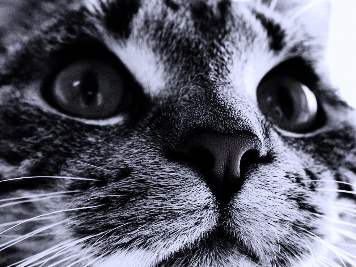 Кошачья мордочка обои