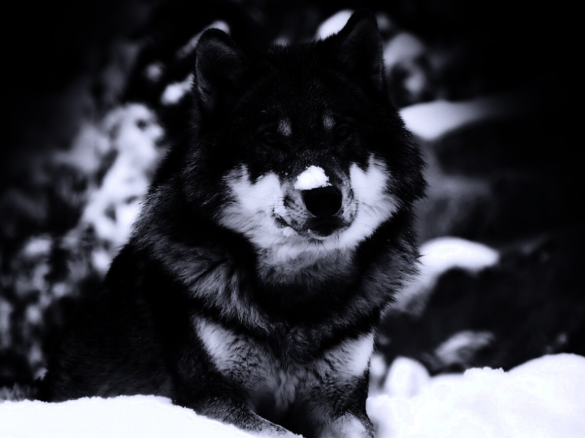 Волк с синими глазами обои