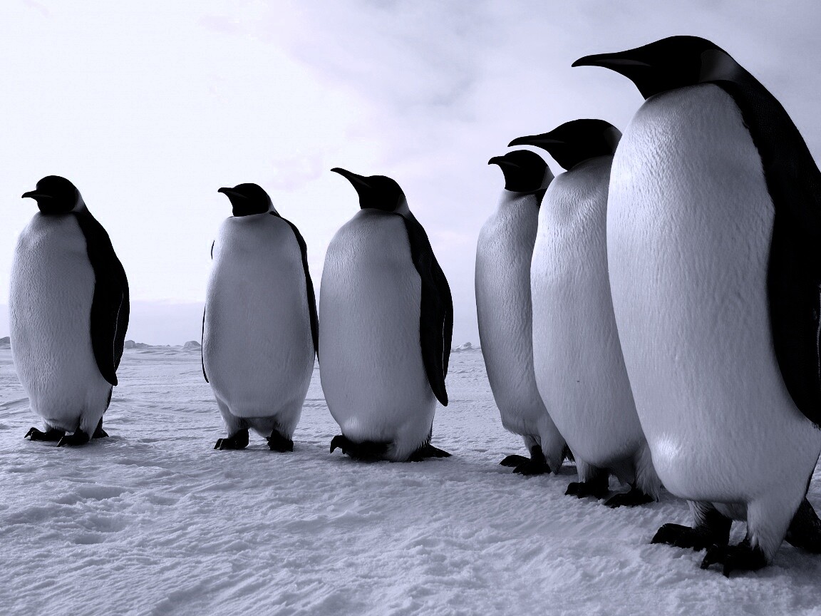 Слет пингвинов обои