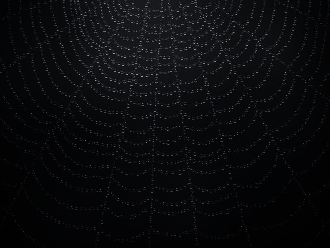 Роса на паутине обои