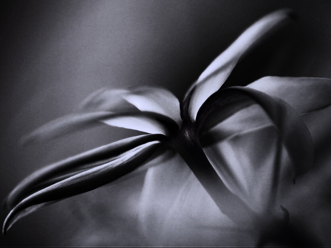 Цветок обои