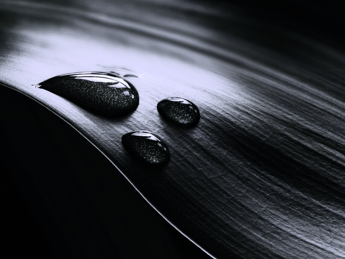 Капли на зеленом листе обои