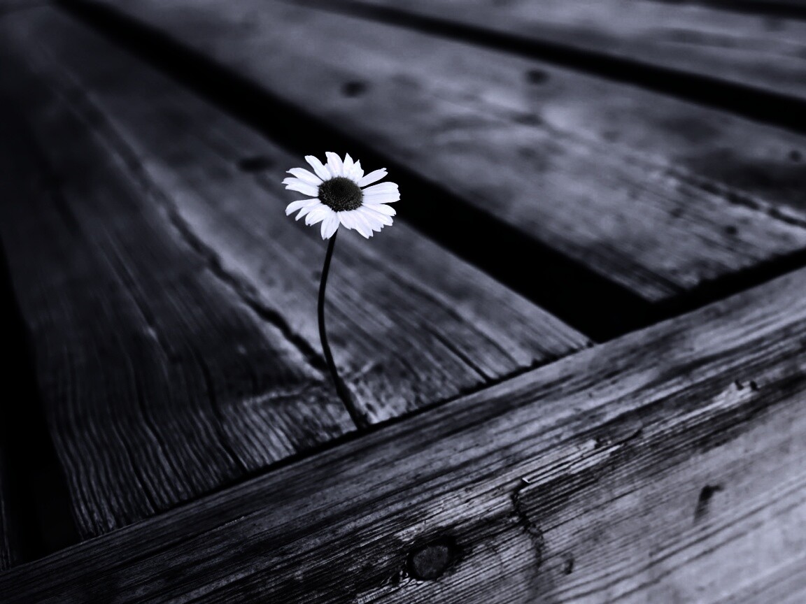 Жизнь среди смерти обои