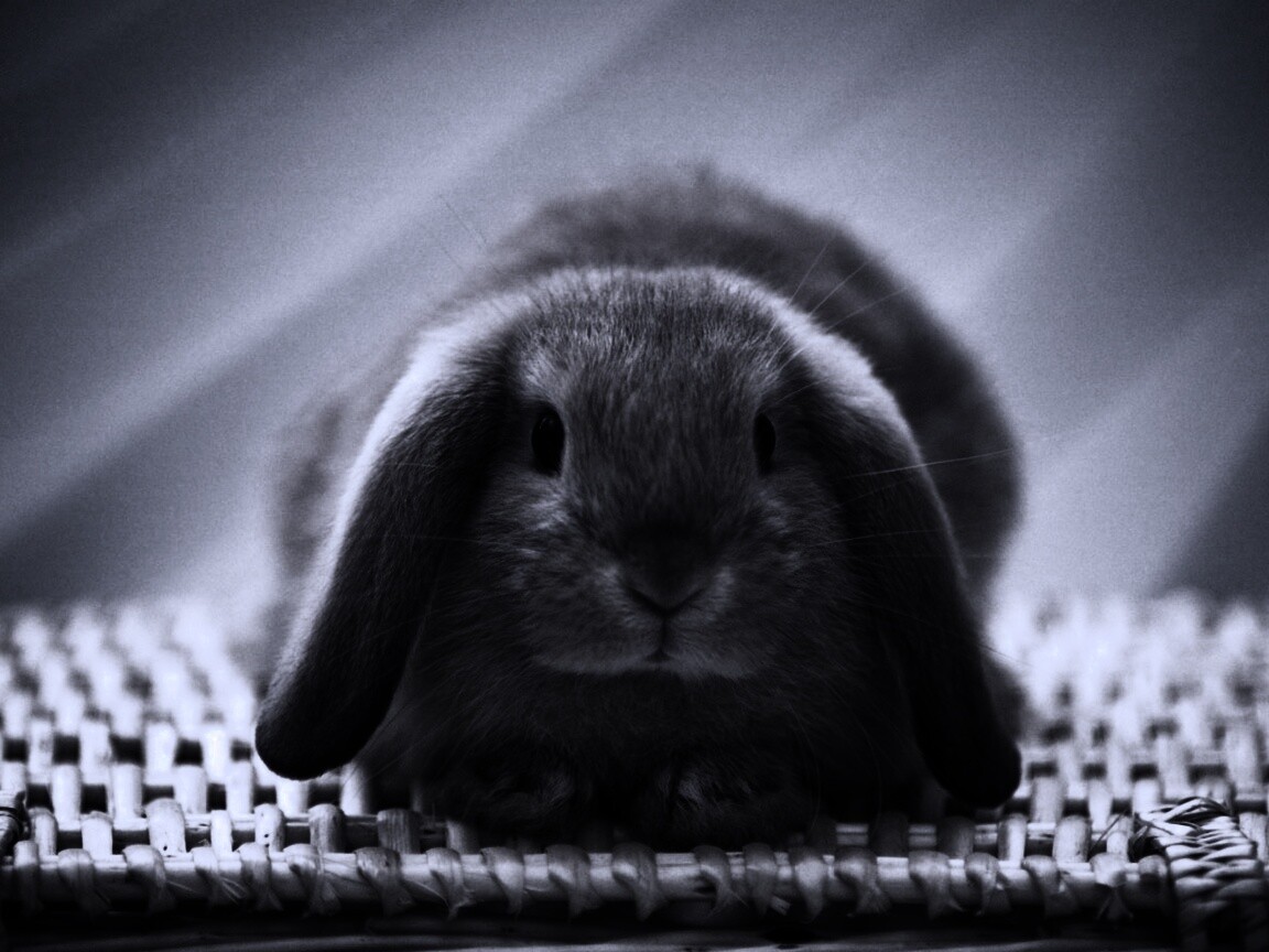 Кроличек обои