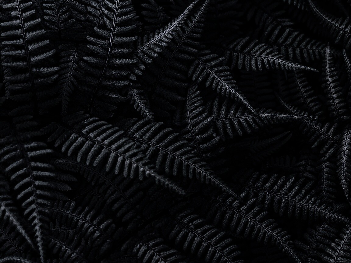 Папоротник обои